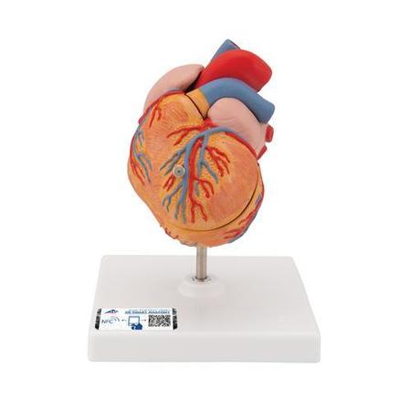 3B SCIENTIFIC Classic Heart w. Left Ventric. - w/ 3B Smart Anatomy 1000261